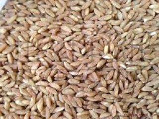 Cultivamos cultivos orgánicos con certificación Bio-Biosuisse y semillas oleaginosas