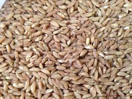 Cultivamos cultivos orgánicos con certificación Bio-Biosuisse y semillas oleaginosas en la región húngara de Karçag