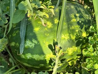 Melones frescos, productor local, vendidos directamente del campo, campo