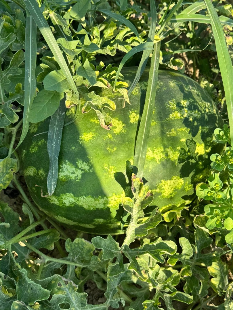 Melones frescos, productor local, vendidos directamente del campo, campo sin abrir, teléfono [teléfono]
