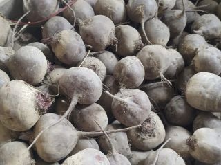 Vendo remolacha, variedad Monty, con certificación orgánica, por toneladas,
