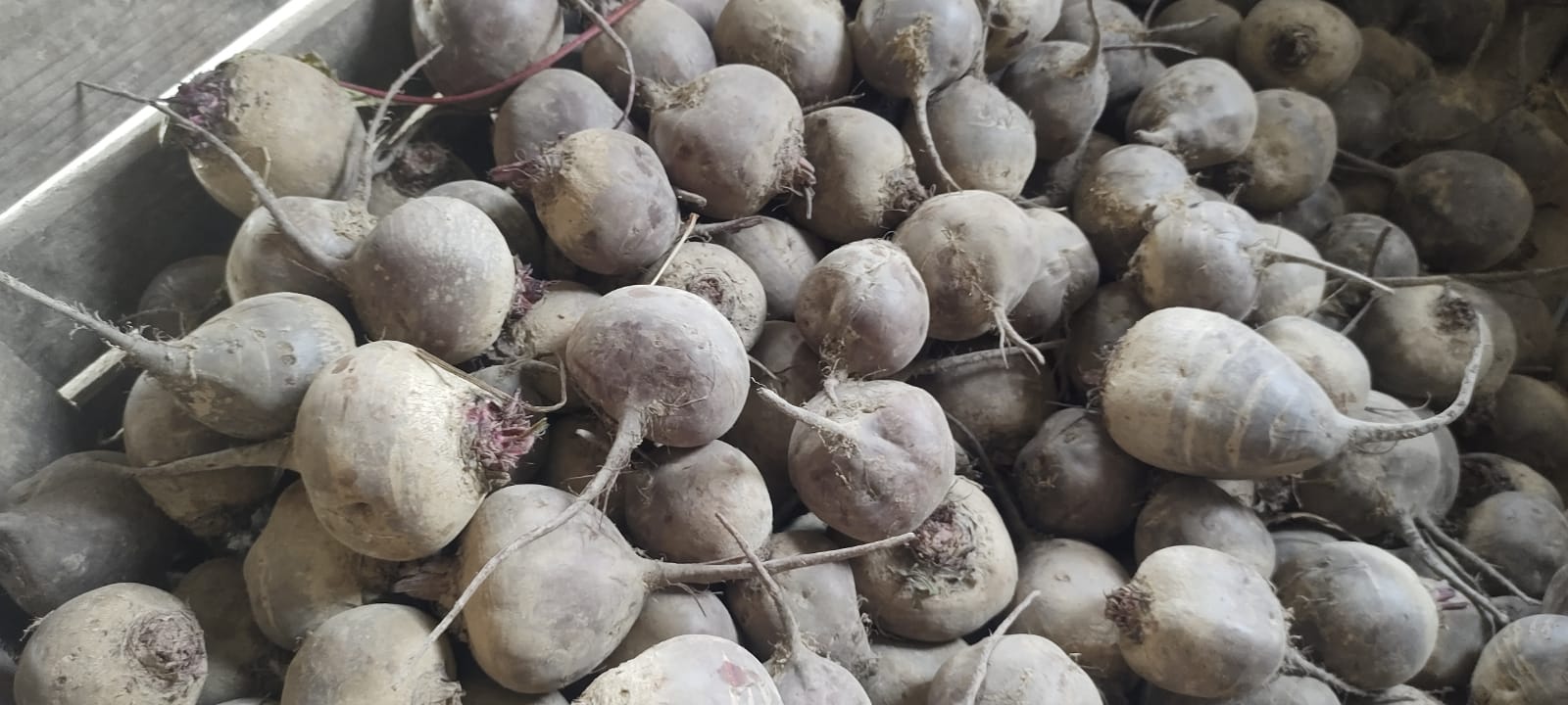 Vendo remolacha, variedad Monty, con certificación orgánica, por toneladas, con cualquier opción de empaque