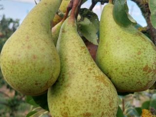 Venta de peras conferencia de más de 1500 kg.