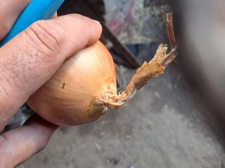 Vendo cebollas aptas para bolsas, con cuello fino, piel
