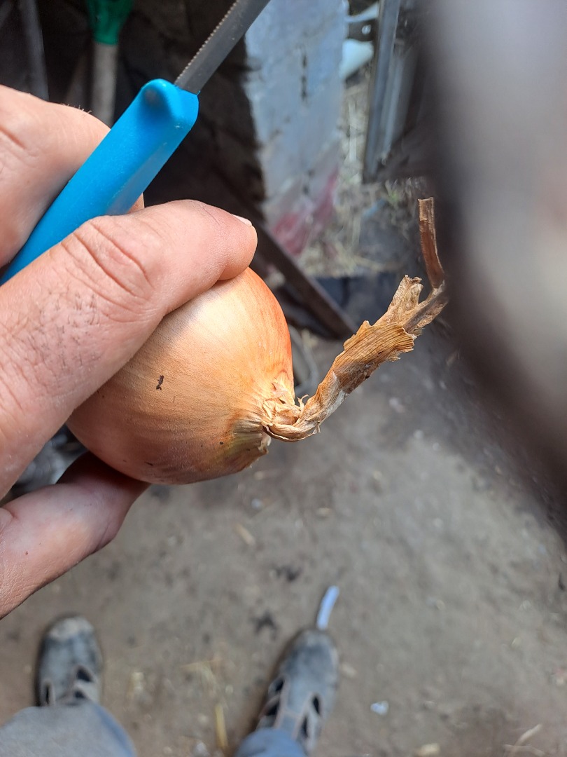 Vendo cebollas aptas para bolsas, con cuello fino, piel clara y muy sanas