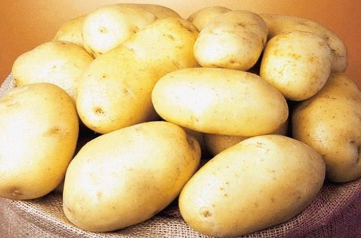 Vendo una bonita y sabrosa patata Queen Anna amarilla de tierra amarilla, suelta, preferiblemente directamente del campo