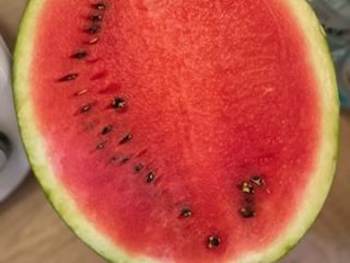 Vendo una sandía Melia polaca. Dulce y jugosa. Empacada