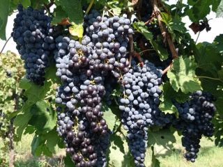 Uvas de vino. Merlot, Malvasía, Trebbiano Toscano. Zona de