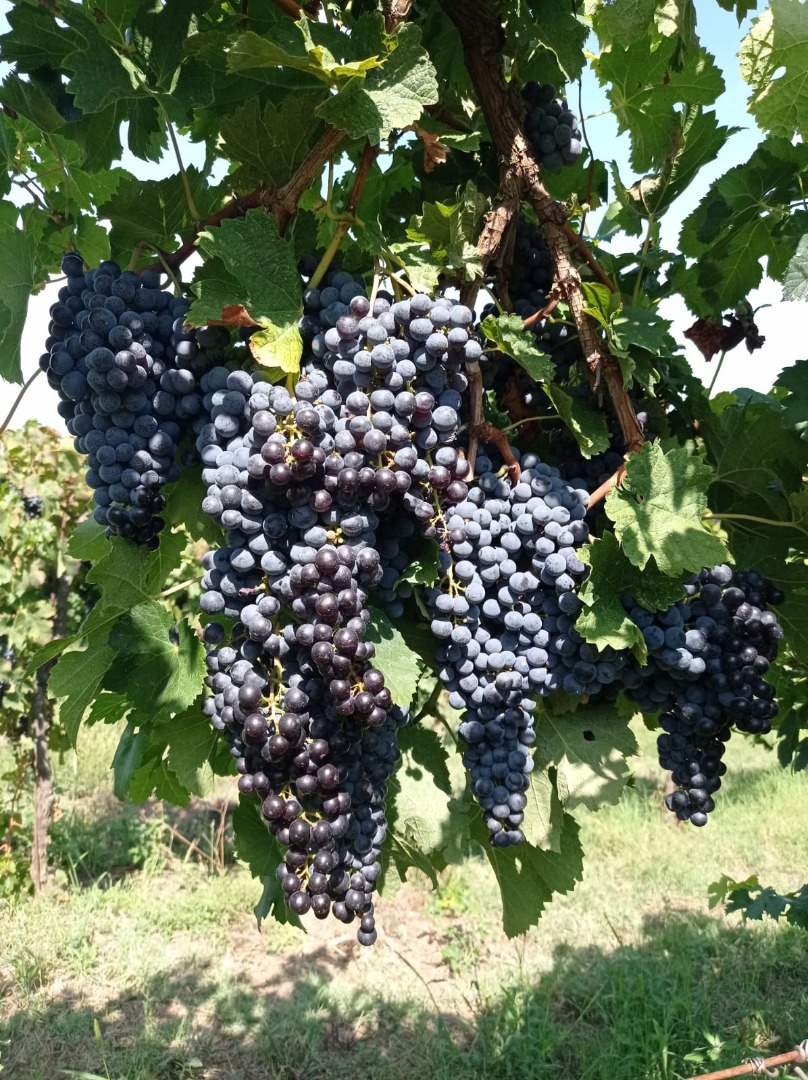 Uvas de vino