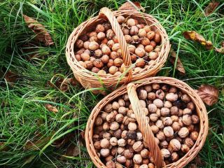 Hola, vendo nueces orgánicas de la huerta. También tengo