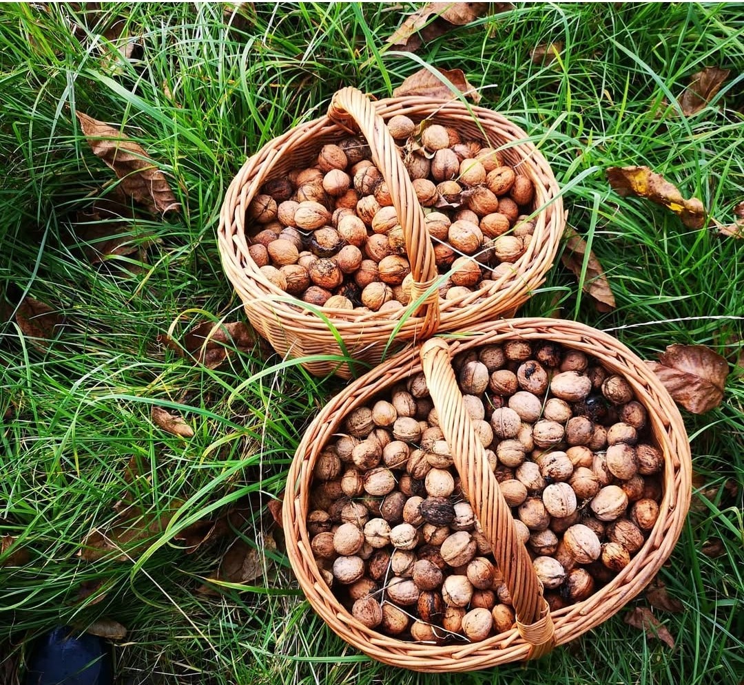 Hola, vendo nueces orgánicas de la huerta