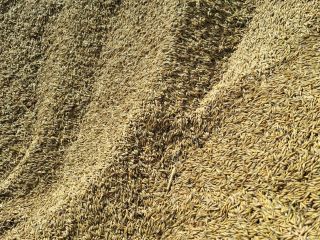 Hola, vendo avena de mi propio huerto. No usé