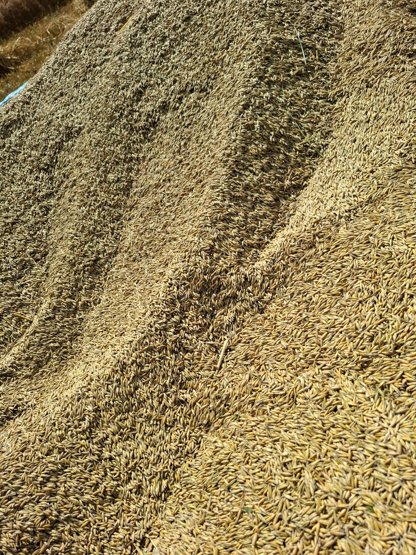 Hola, vendo avena de mi propio huerto