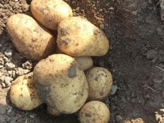 Papas Reina Ana en venta. Bolsas de 15 kilos