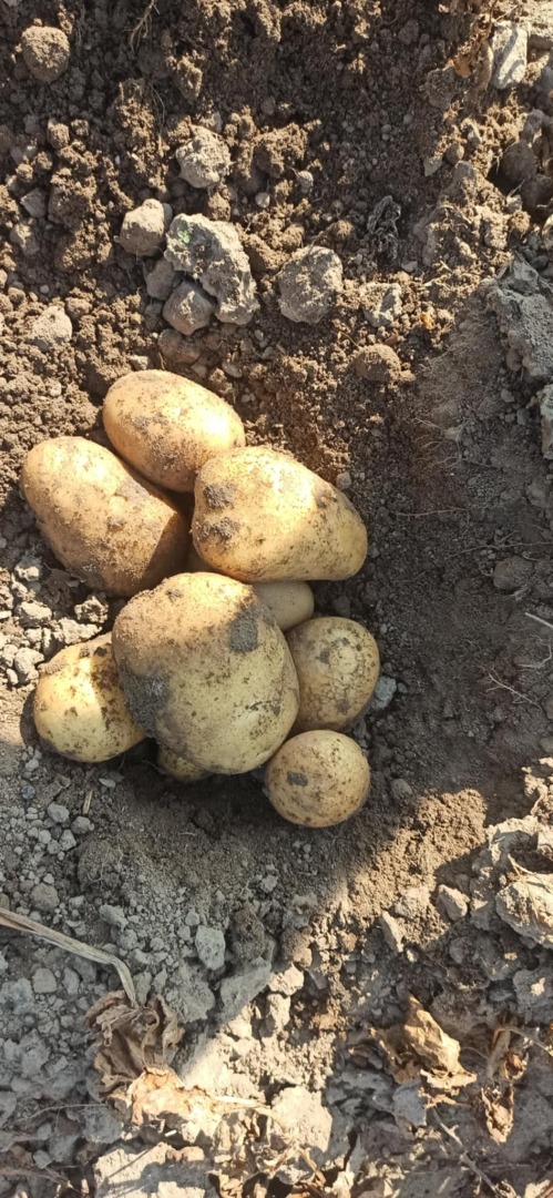 Papas Reina Ana en venta