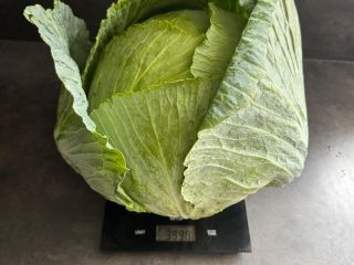 Variedad Terminator. Repollo blanco, por favor.