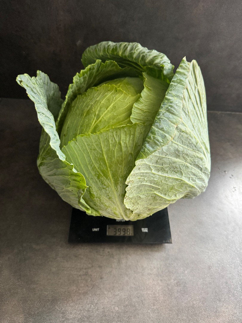 Variedad Terminator