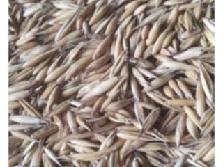 Cosecha de avena de este año, limpia y seca.
