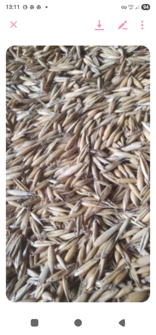 Cosecha de avena de este año, limpia y seca