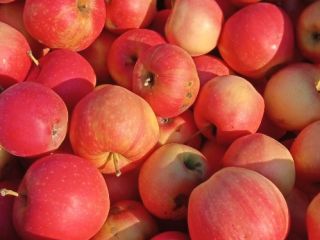 Manzanas GÁLA y GOLDEN para pálinka y puré a