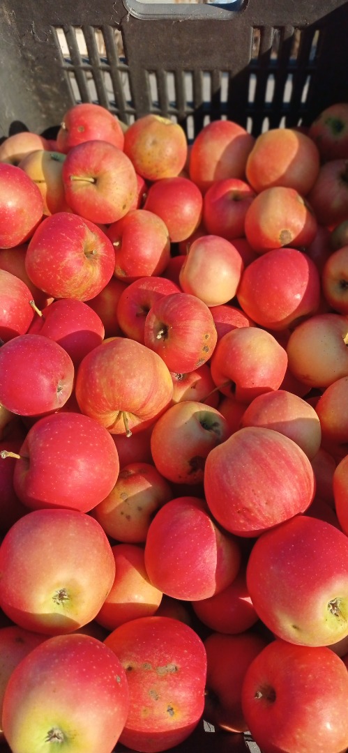 Manzanas GÁLA y GOLDEN para pálinka y puré a la venta en SZEKSZÁRD