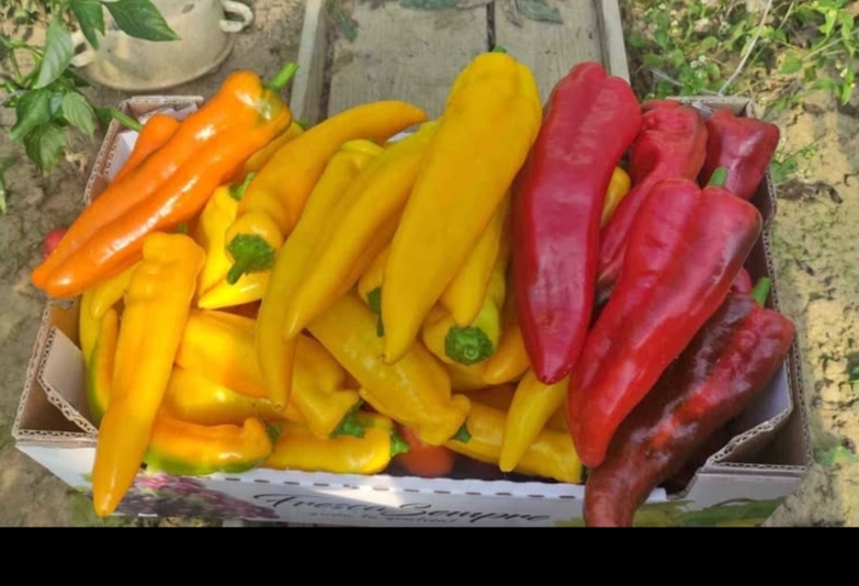 Hola, estoy buscando un comprador de pimientos dulces largos de colores (rojos, amarillos y naranjas), pimientos directamente del agricultor, lugar de