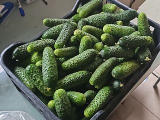 Vendo un pepino envuelto en plástico, directamente de un