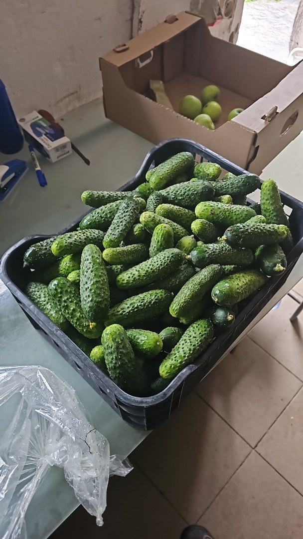 Vendo un pepino envuelto en plástico, directamente de un agricultor local