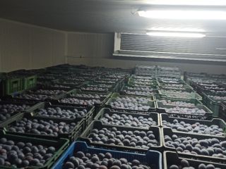 Ciruelas TopHit a la venta. Ofrezco ciruelas frescas de