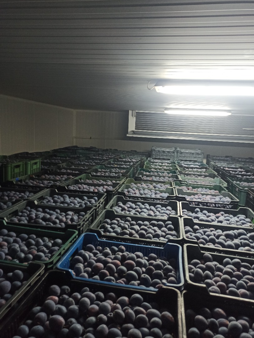 Ciruelas TopHit a la venta