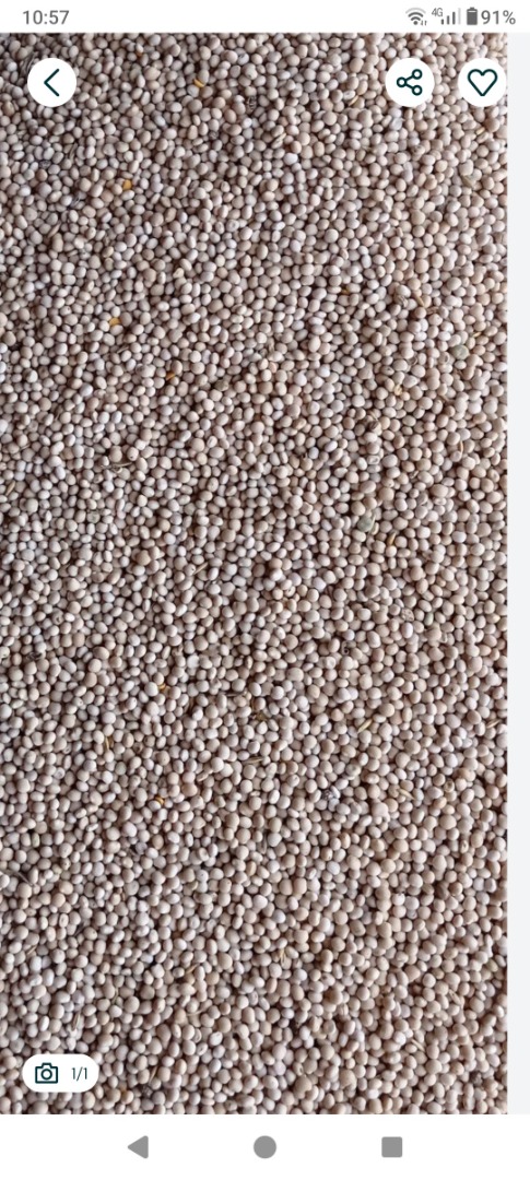 Vendo altramuz dulce, variedad Boregina, cantidad 15 toneladas