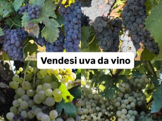 Vendo uvas de vino