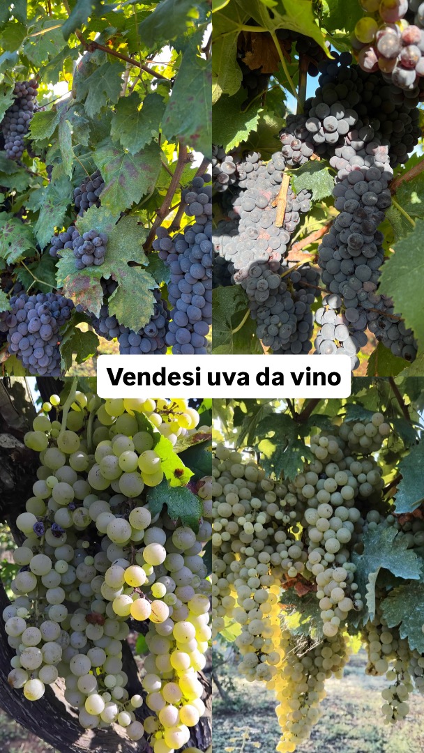 Vendo uvas de vino