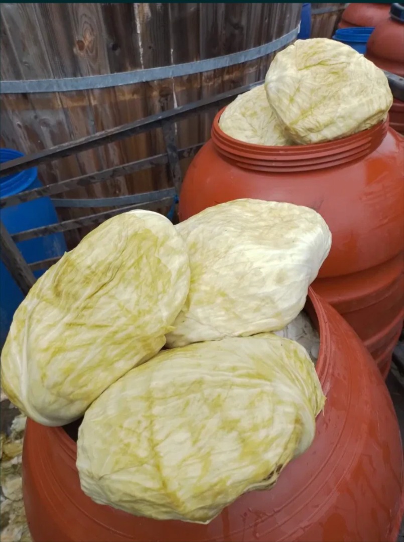 Repollo plano 0,40 €/Kg