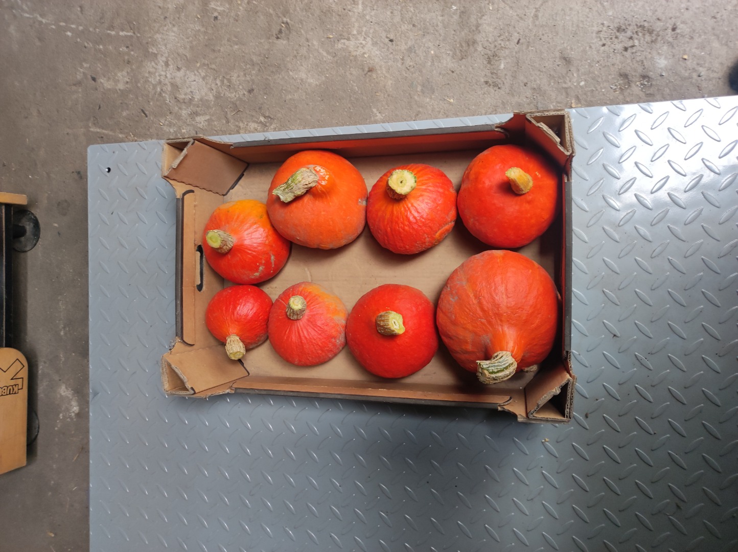 Hola, vendo una calabaza Hokkaido impecable y de hermosos colores