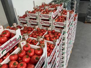¡Hola! JAREX ofrece tomates frambuesa 1B, 2B y 3B.