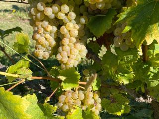 Venta de Uvas Premium - Región Vinícola de Kutjevo.