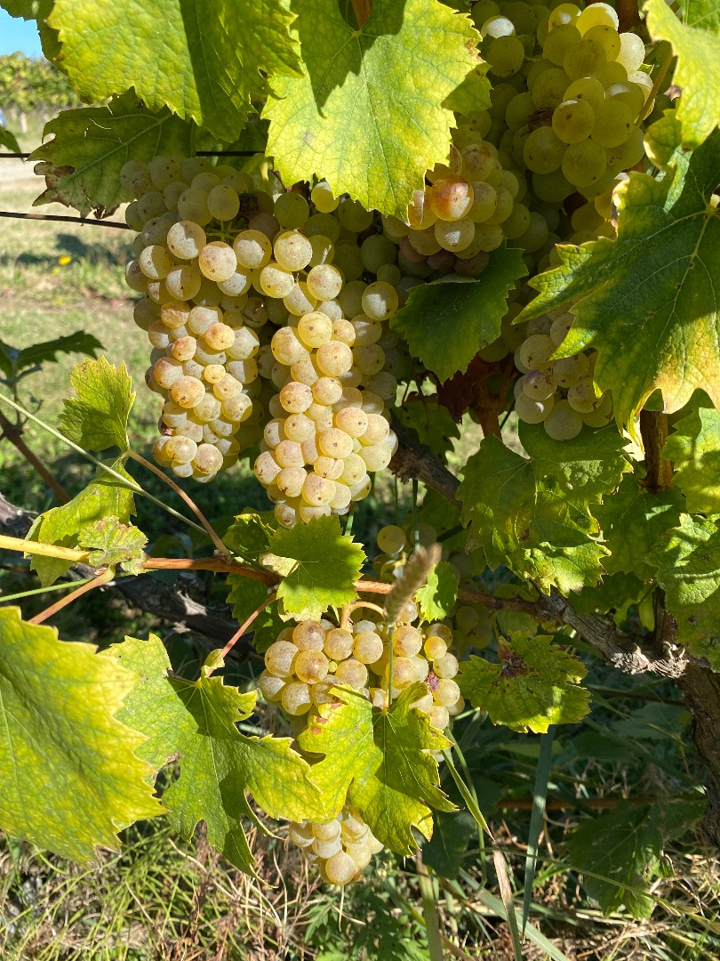 Venta de Uvas Premium - Región Vinícola de Kutjevo