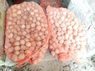 Tengo papas a la venta envasadas en sacos de