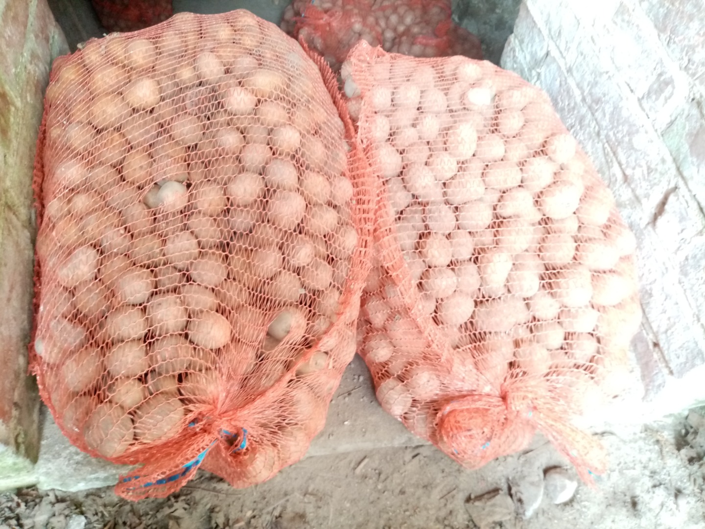 Tengo papas a la venta envasadas en sacos de 25 kg, variedad Gala, por favor contactarme al teléfono [teléfono] Para más información por favor contactarme al