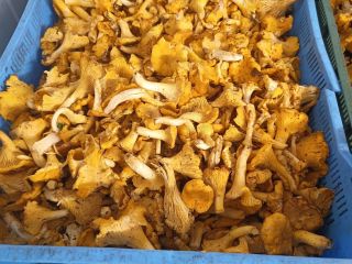 Venderé rebozuelos, boletus y boletus en cantidades al por