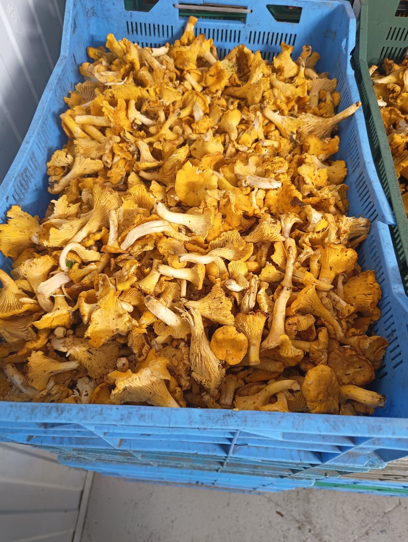Venderé rebozuelos, boletus y boletus en cantidades al por mayor