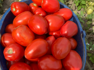 Hola, vendo tomates preciosos, grandes y cultivados en campo,