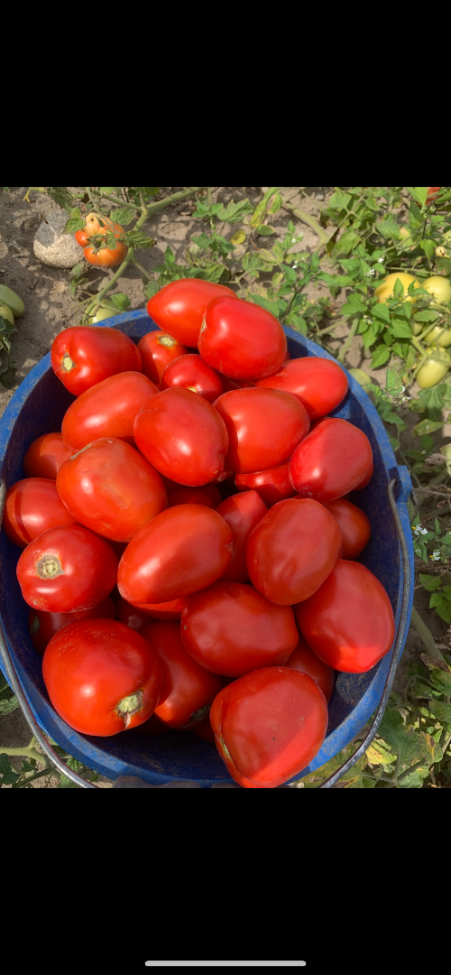 Hola, vendo tomates preciosos, grandes y cultivados en campo, perfectos tanto para hacer puré como para comer