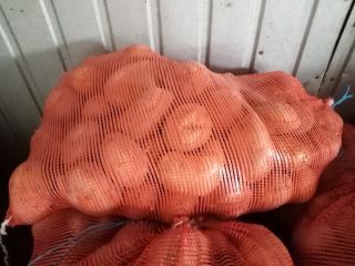 Vendo papas comestibles Jurek. Plantadas a partir de semillas