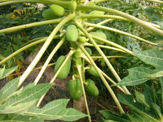 LA MEJOR PAPAYA DE LA REGION