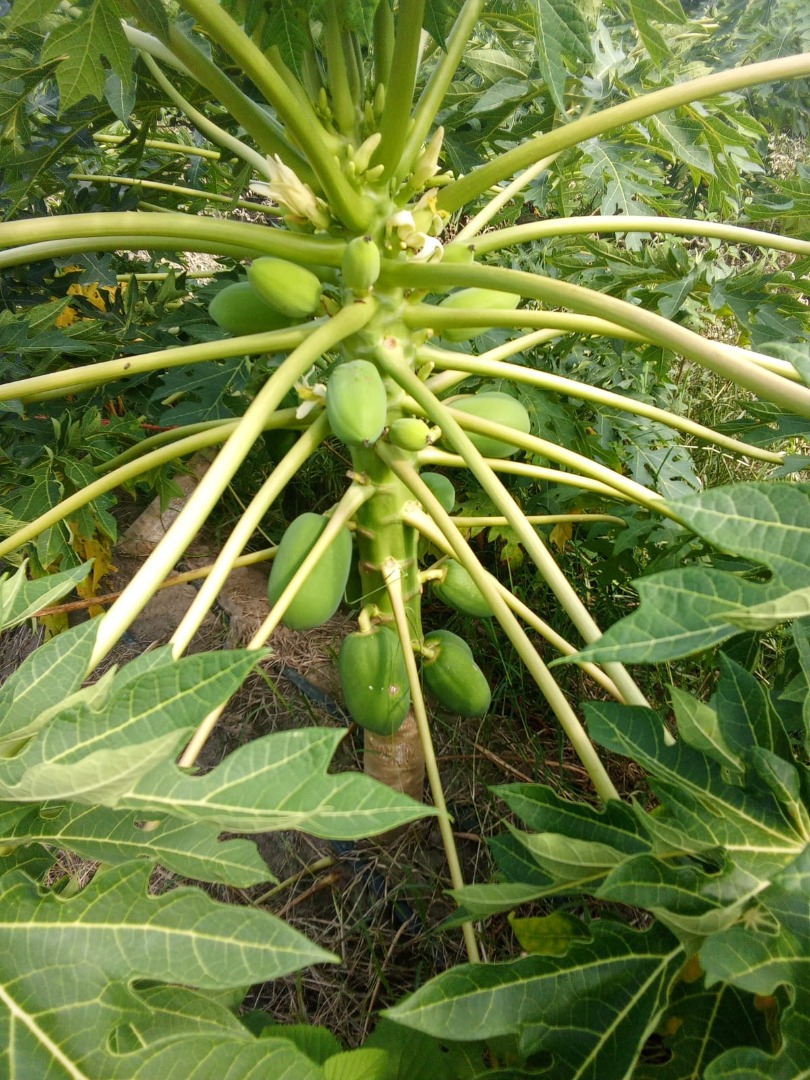 LA MEJOR PAPAYA DE LA REGION
