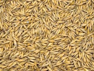 Vendo avena orgánica. Tengo certificado orgánico vigente. Aproximadamente 100