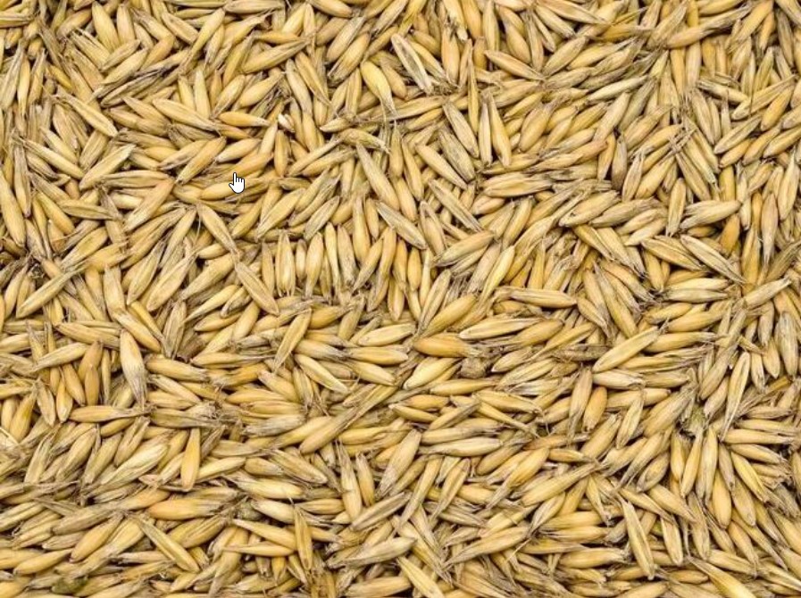 Vendo avena orgánica