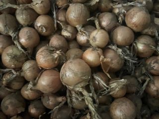 Vendo cebollas en varios paquetes y diferentes calibraciones 50mm-120mm